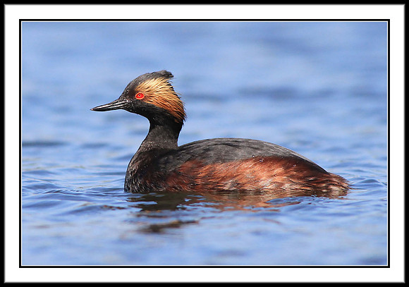 Eared Grebe