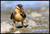 Mallard