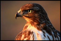 Red-tailed Hawks
