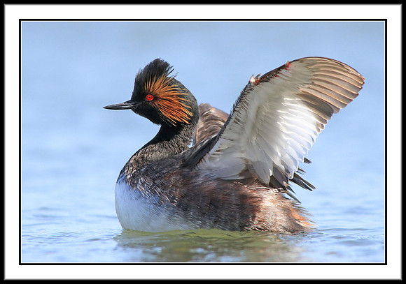 Eared Grebe