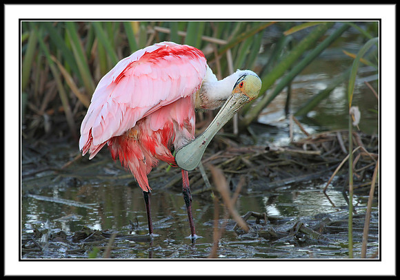 Spoonbill
