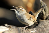 Bewick's Wren