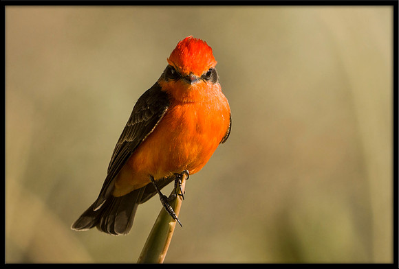 Vermilion Flycatcher