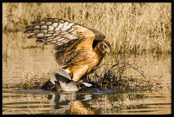 Northern Harrier with duck prey