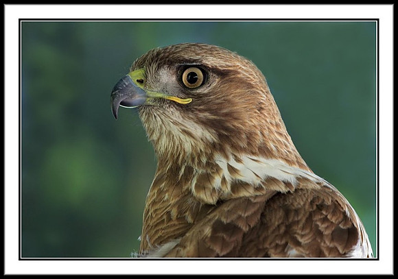 Red-tailed Hawk