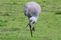 Sandhill Crane