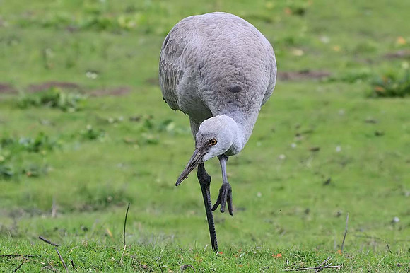 Sandhill Crane