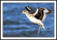 Willet