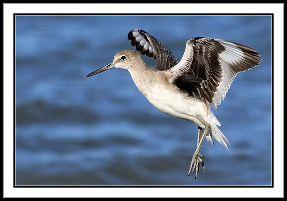 Willet