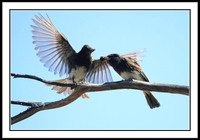 Black Phoebe feeding sequence - 4 of 7