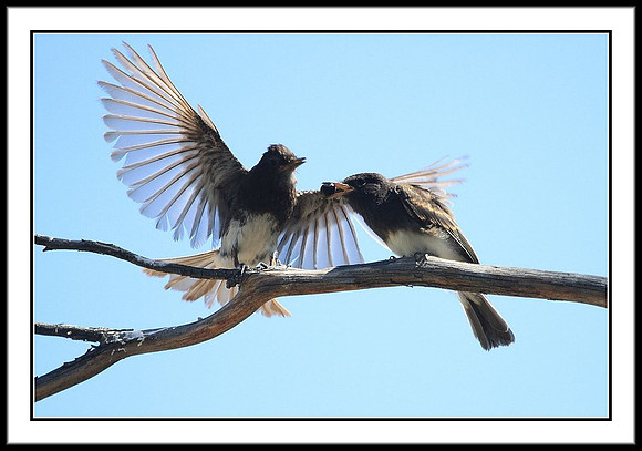 Black Phoebe feeding sequence - 4 of 7