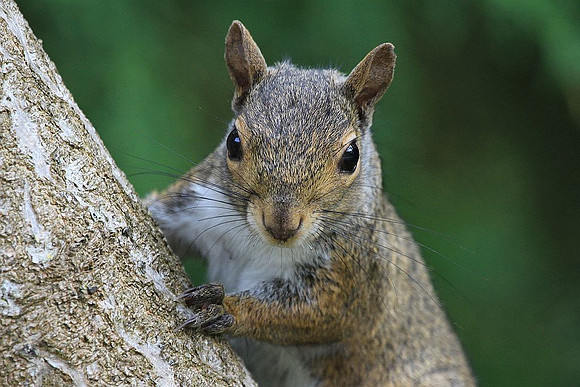Squirrel