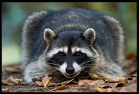Raccoon