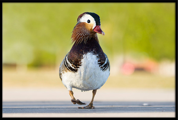 Mandarin Duck