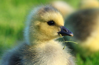 Gosling