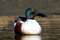 Northern Shoveler