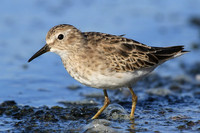 Sandpiper