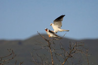 White-tailed Kites mating
