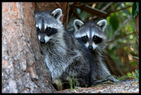 Raccoon