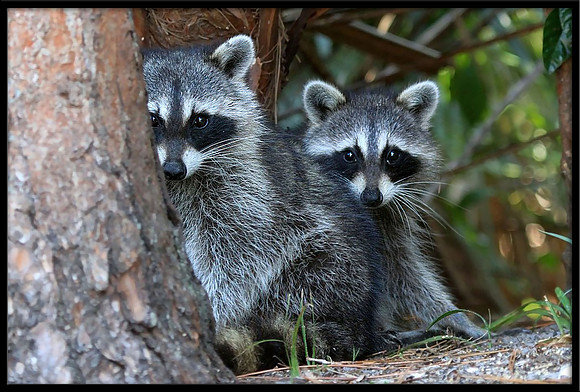 Raccoon