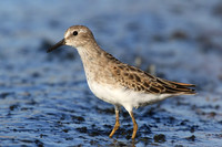 Sandpiper