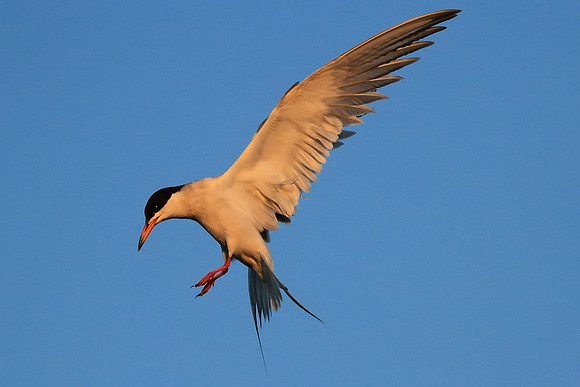 Forster's Tern