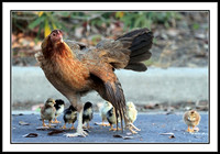 Mrs. Hen with her newborns