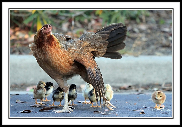 Mrs. Hen with her newborns