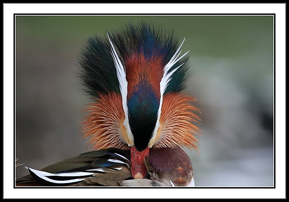 Mandarin Duck