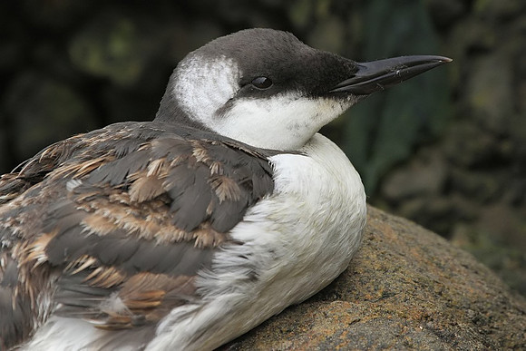 Common Murre