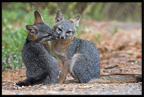 Grey Fox