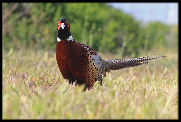 Ring-necked Pheasant