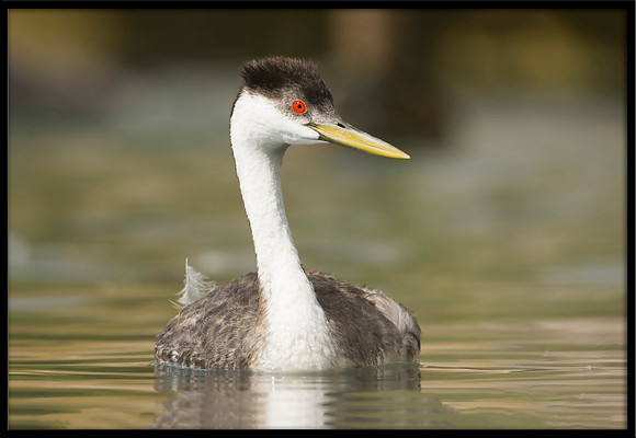 Western Grebe