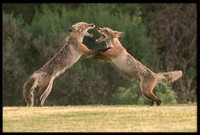 Red Foxes