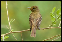 Western Flycatcher
