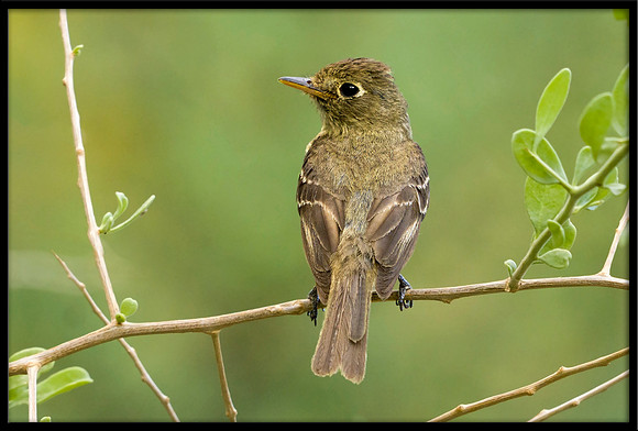 Western Flycatcher