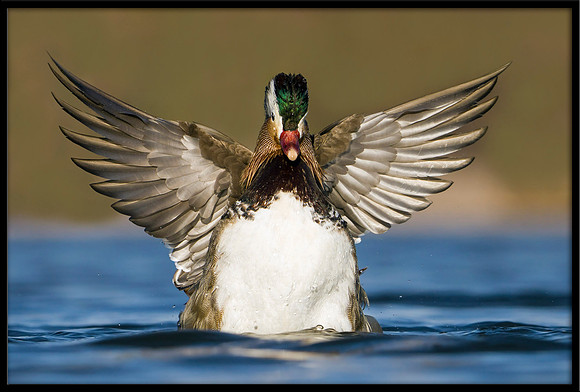 Mandarin Duck