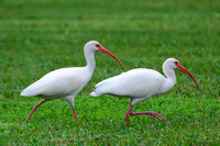 White Ibis pair