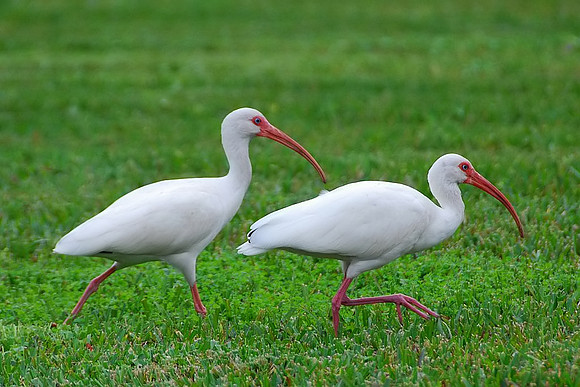 White Ibis pair