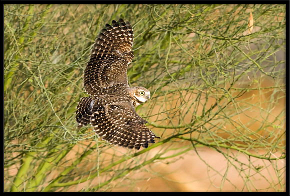 Burrowing Owlet