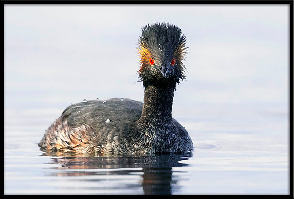 Eared Grebe