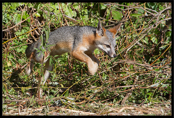 Grey Fox