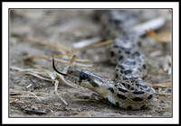 Baby Rattlesnake