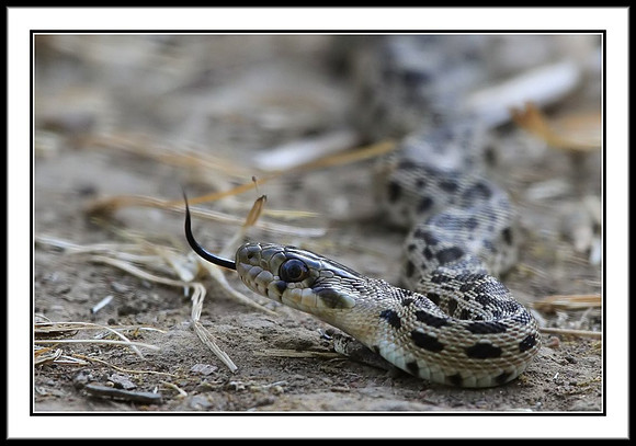Baby Rattlesnake