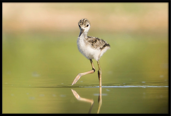 Black-necked Stilt chick