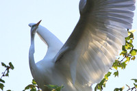 Great Egret