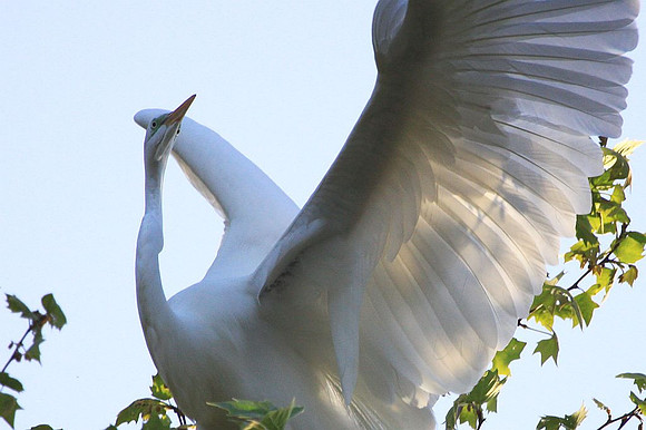 Great Egret