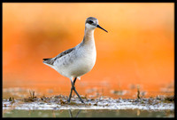 Wilson's Phalarope