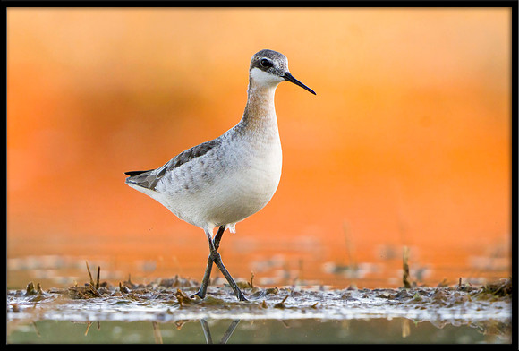 Wilson's Phalarope