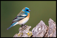 Lazuli Bunting